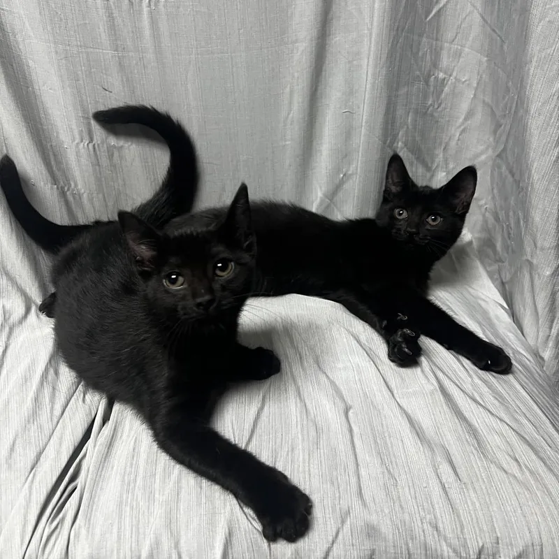 A baby small-sized female Black Domestic Short Hair cat named Raven for adoption in Raleigh, NC