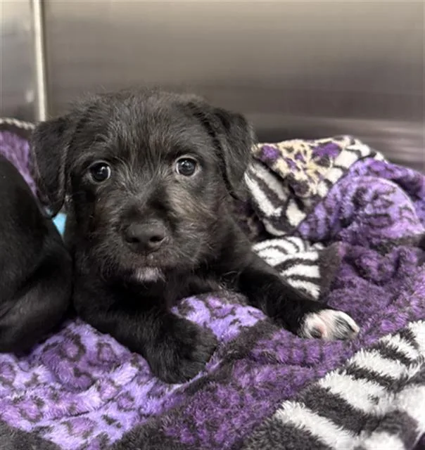 A baby small-sized male Labrador Retriever dog named Scruff for adoption in Baytown, TX