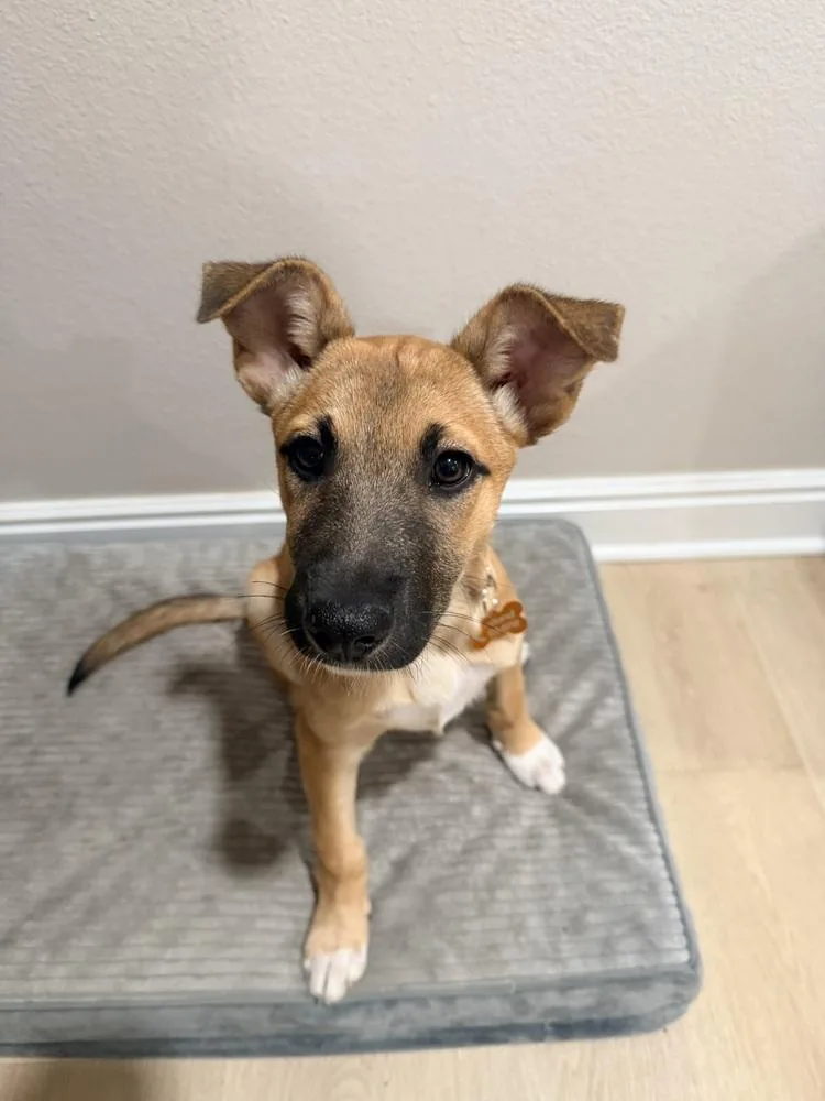 A baby medium-sized female Shepherd dog named June for adoption in Thornton, CO