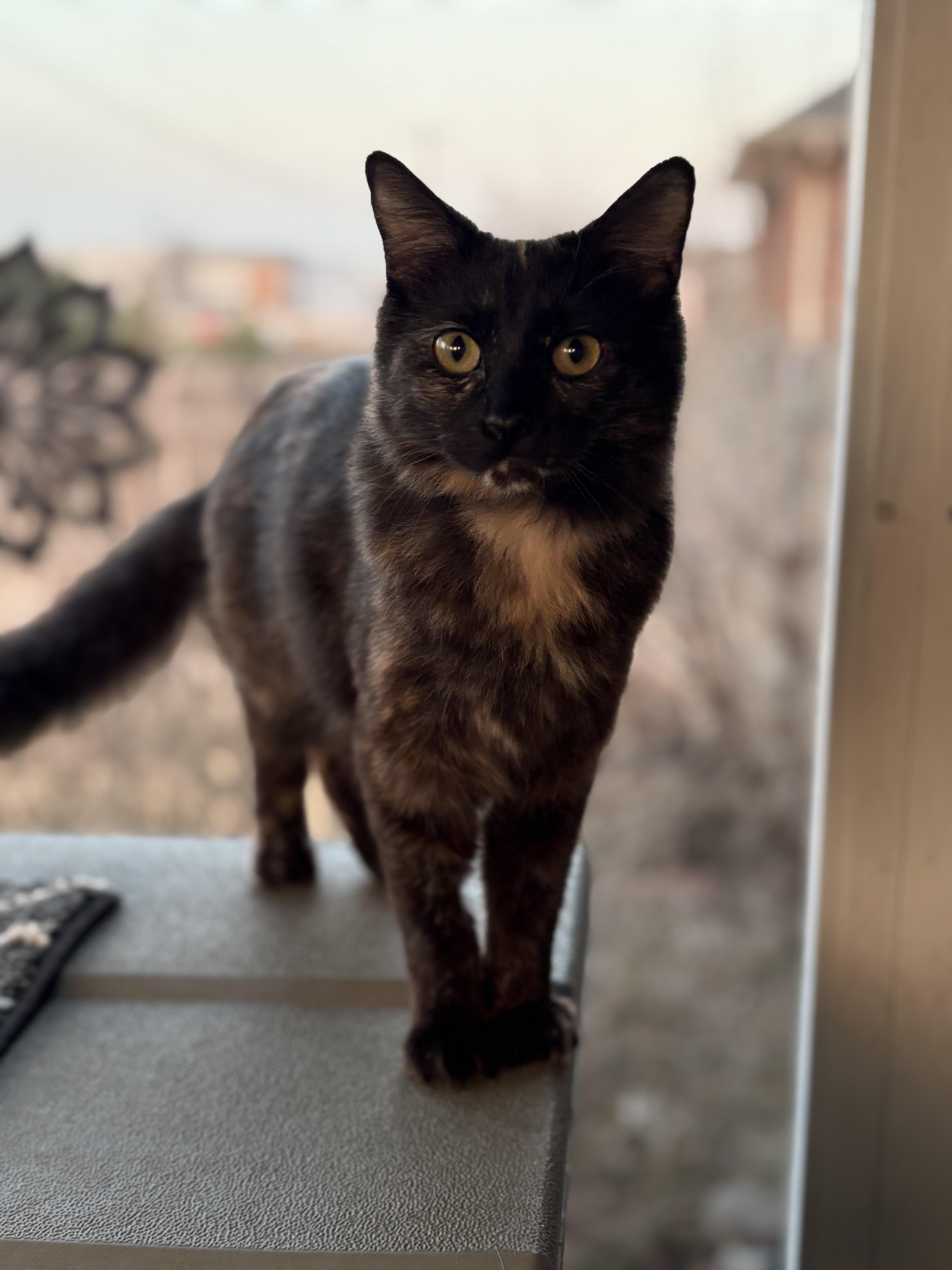 A young medium-sized female Tortoiseshell cat named Muffin for adoption in Keller, TX