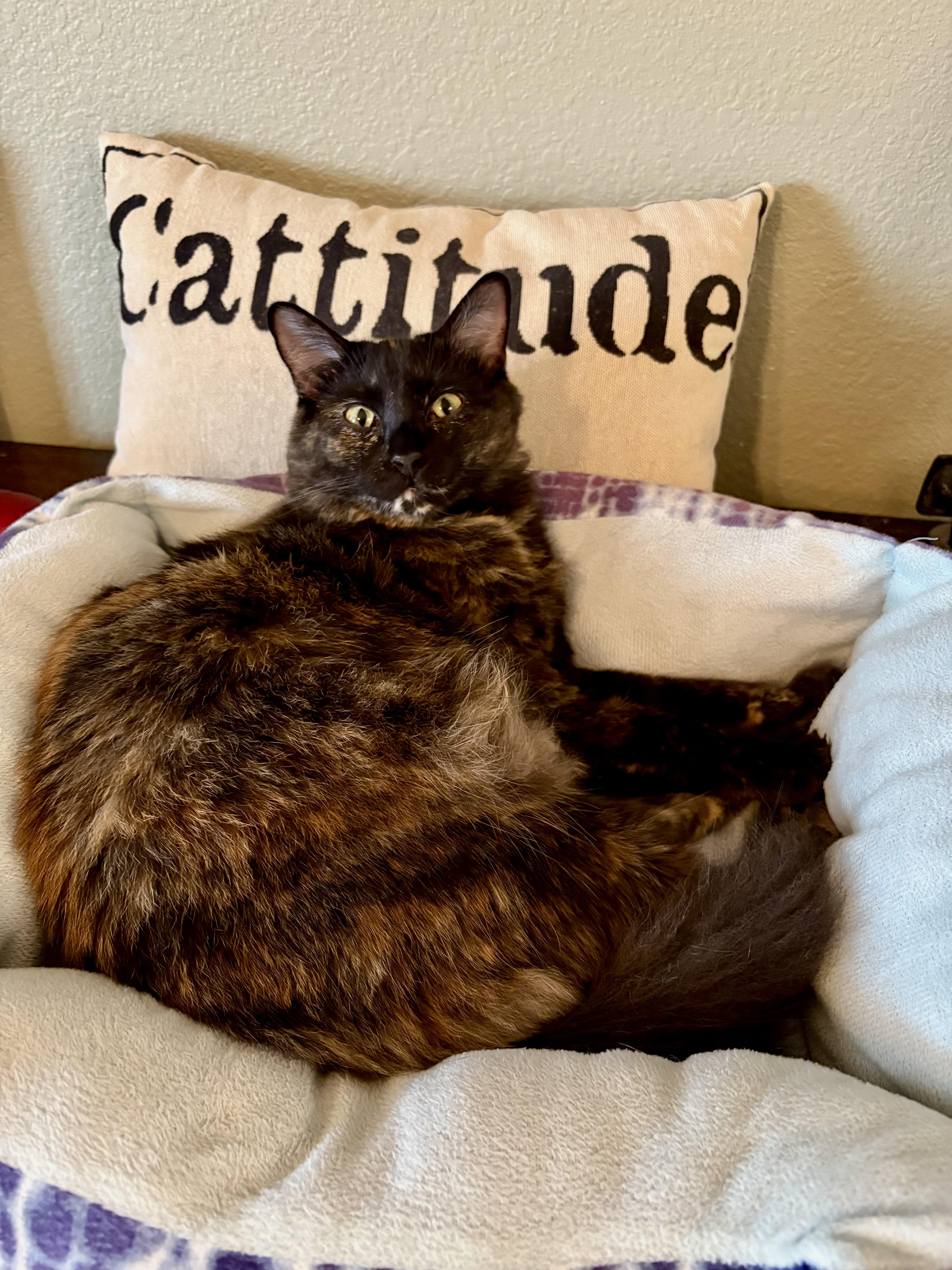 Muffin thumbnail 3