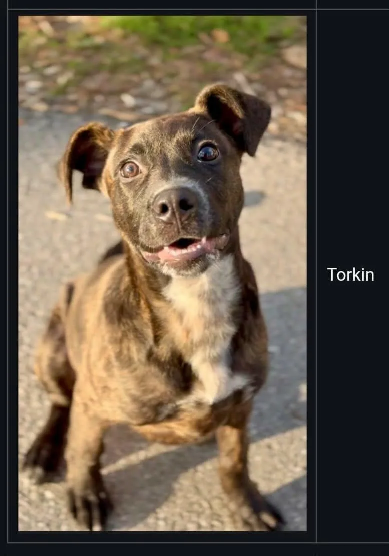 A baby medium-sized male Brown / Chocolate Mountain Cur dog named Torkin for adoption in Westwood, NJ
