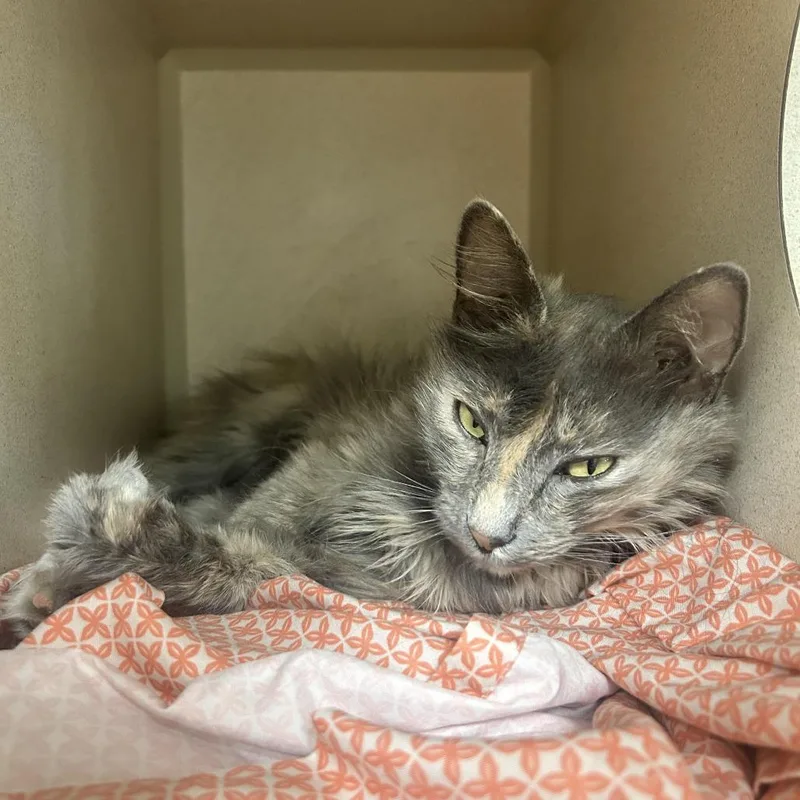 A young medium-sized female Gray / Blue / Silver Domestic Short Hair cat named Dragon Tails for adoption in Durango, CO