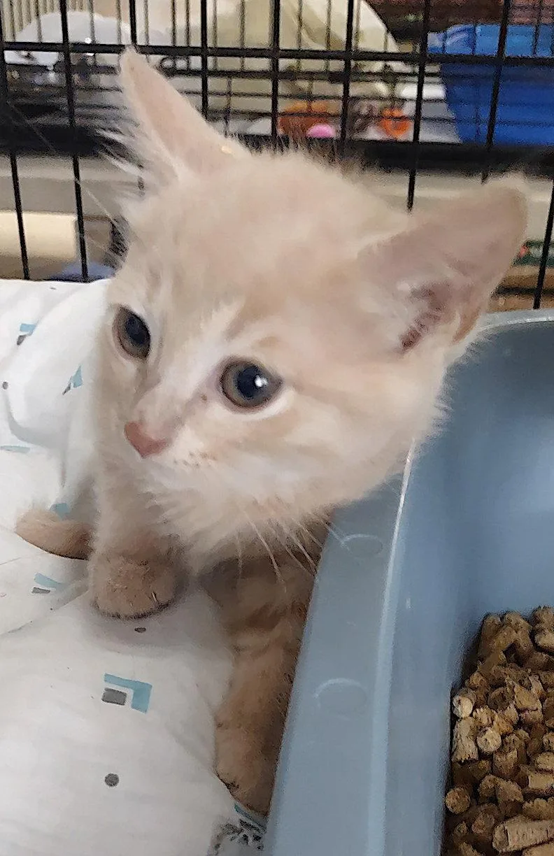 A baby medium-sized male Domestic Short Hair cat named Aspen for adoption in Albemarle, NC
