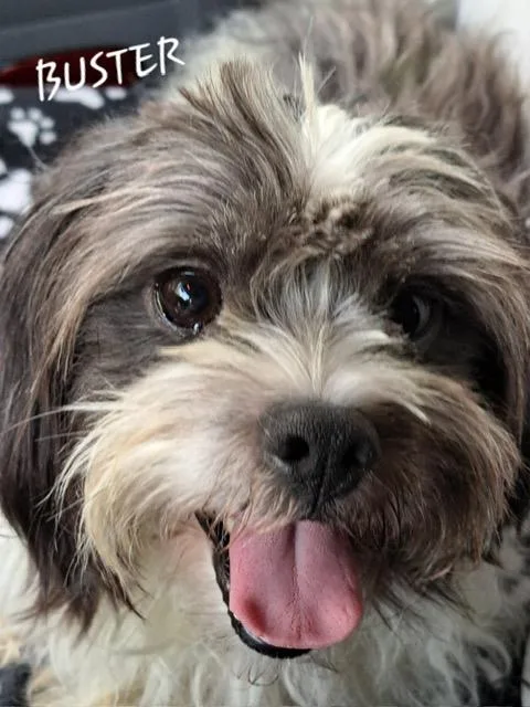 An adult small-sized male Shih Tzu dog named Buster for adoption in Maitland, FL