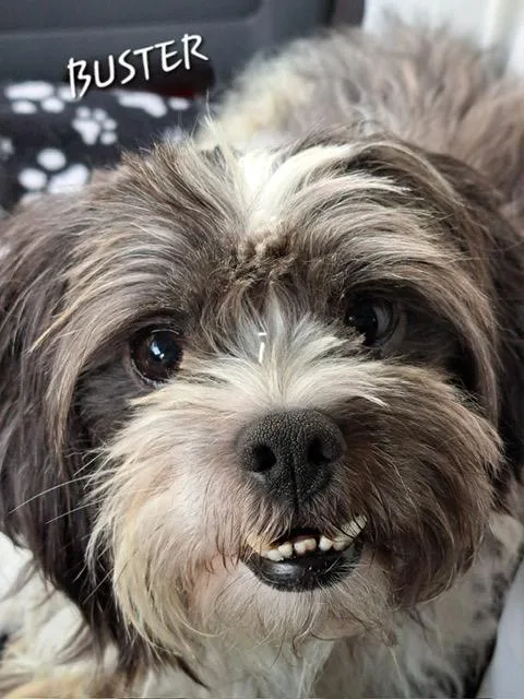 Buster thumbnail 2