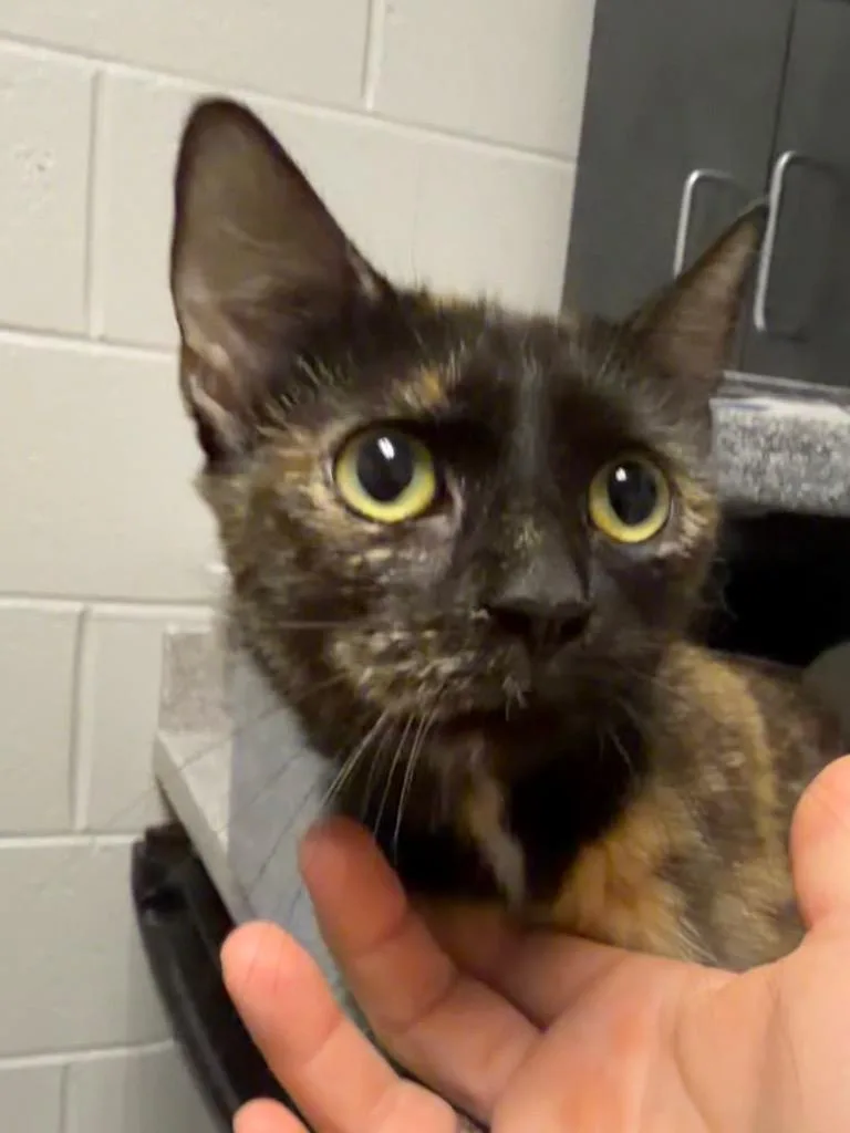 A young small-sized female Domestic Short Hair cat named Cora for adoption in Henderson, NC