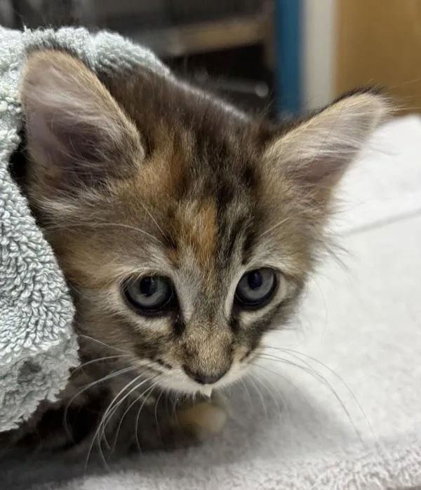 A baby small-sized female Domestic Long Hair cat named Minerva Mcgonagall for adoption in Escondido, CA
