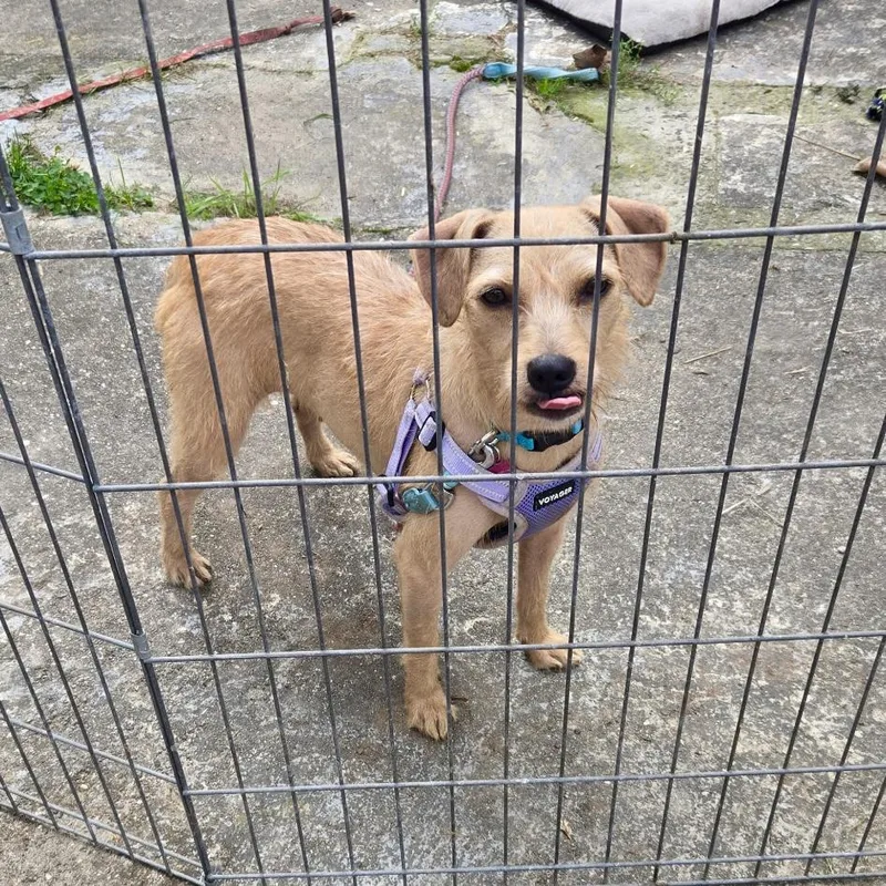 An adult small-sized female Apricot / Beige Cairn Terrier dog named Mother for adoption in New York, NY