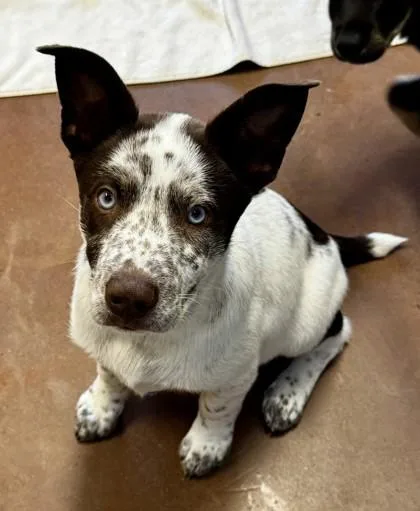 A baby medium-sized male White / Cream Mixed Breed dog named Barrel for adoption in Stanwood, WA