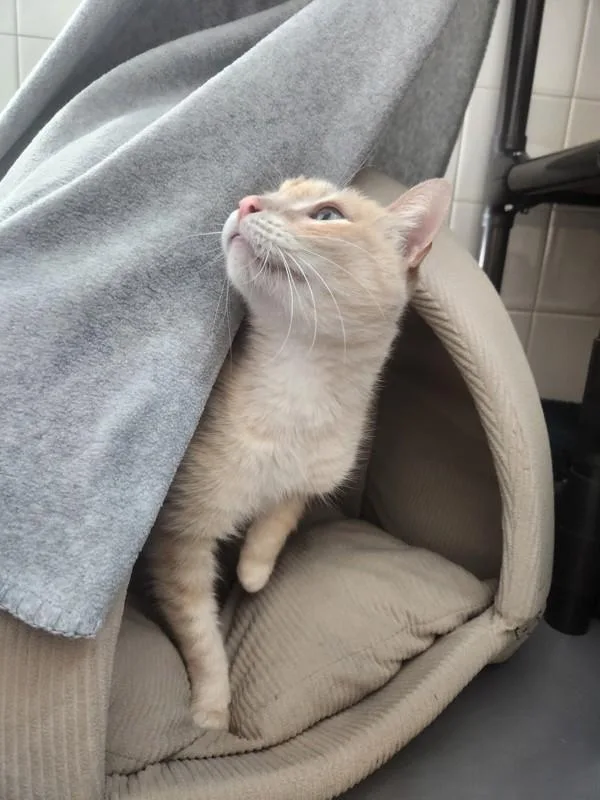 A senior small-sized male Domestic Short Hair cat named Macbeth for adoption in Santa Rosa, CA