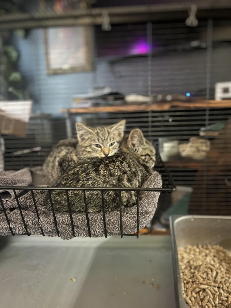 A baby small-sized male Tabby (Brown / Chocolate) Domestic Short Hair cat named Talisman for adoption in Milwaukee, WI