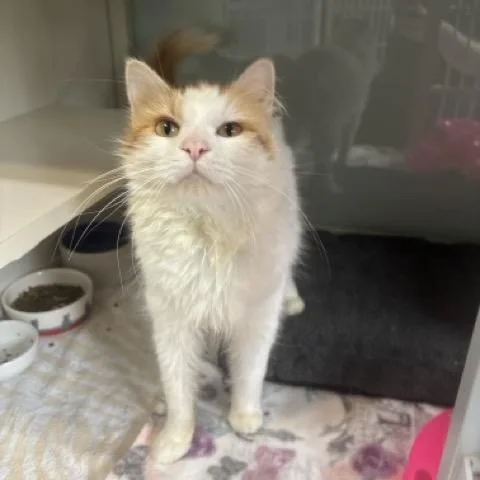 An adult medium-sized male Orange & White Domestic Medium Hair cat named Fozzie for adoption in Hutchinson, MN