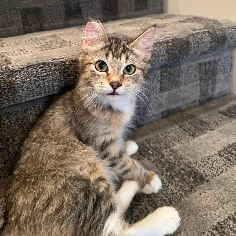 A young medium-sized female Brown / Chocolate Domestic Medium Hair cat named Honey for adoption in Springfield, OR