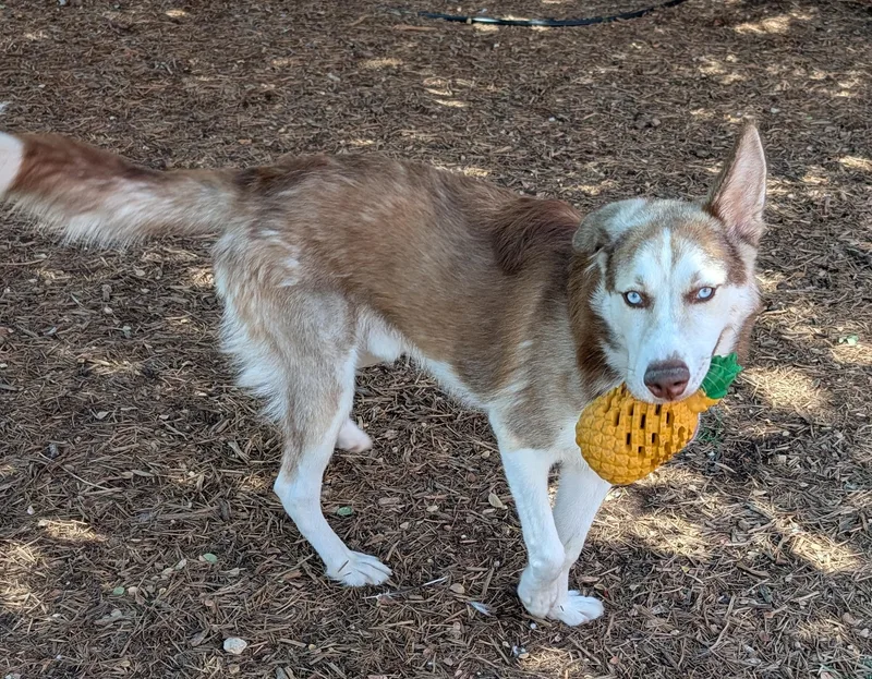 An adult medium-sized male Siberian Husky dog named Blackberry A for adoption in Plano, TX