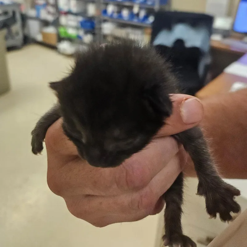 A baby small-sized female Black Domestic Short Hair cat named Abbie for adoption in Lake Panasoffkee, FL