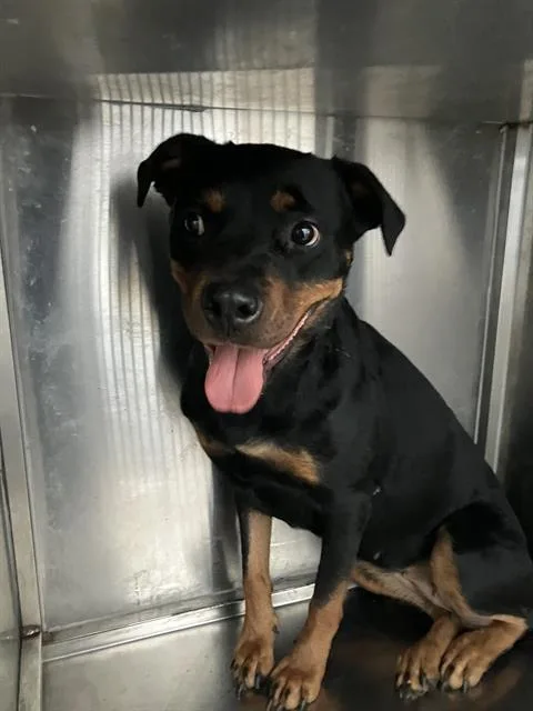 An adult large-sized female Mixed Breed dog named Star for adoption in Dallas, TX