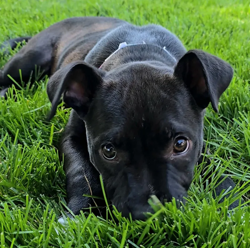 A baby medium-sized male Mixed Breed dog named Rowan for adoption in East Peoria, IL