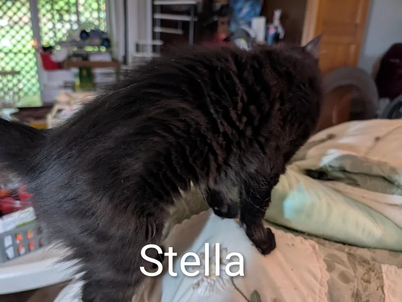 Stella  Ssb thumbnail 2