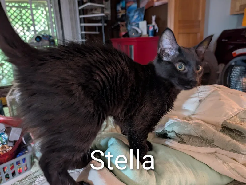 Stella  Ssb thumbnail 3
