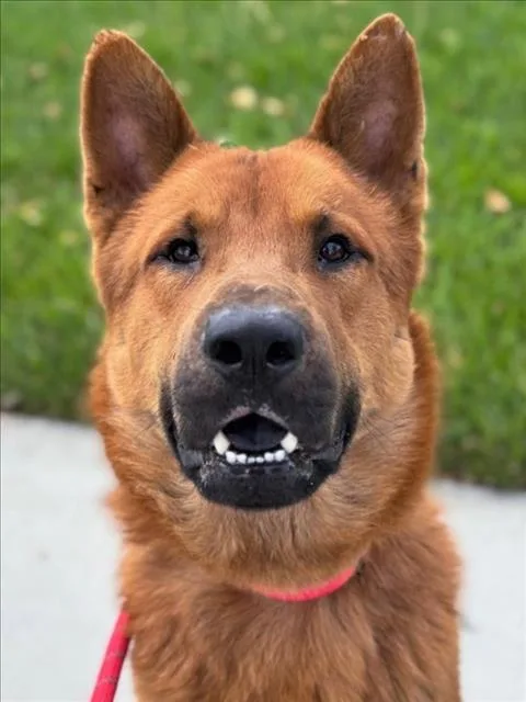 An adult large-sized male Jindo dog named Todd for adoption in Woodland, CA