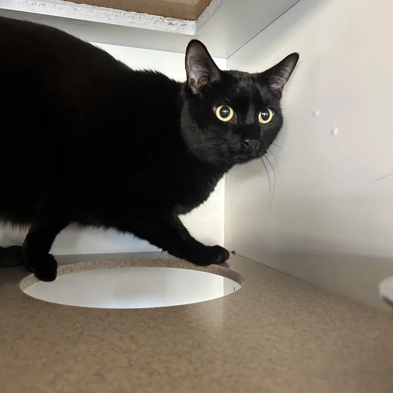 An adult large-sized male Domestic Short Hair cat named Simon for adoption in Park City, UT