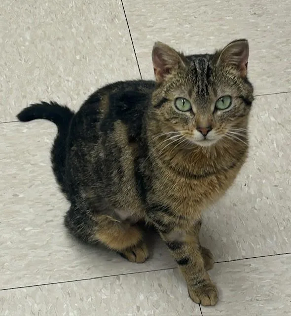 An adult small-sized female Tabby (Brown / Chocolate) Domestic Short Hair cat named Metrodona for adoption in Willmar, MN