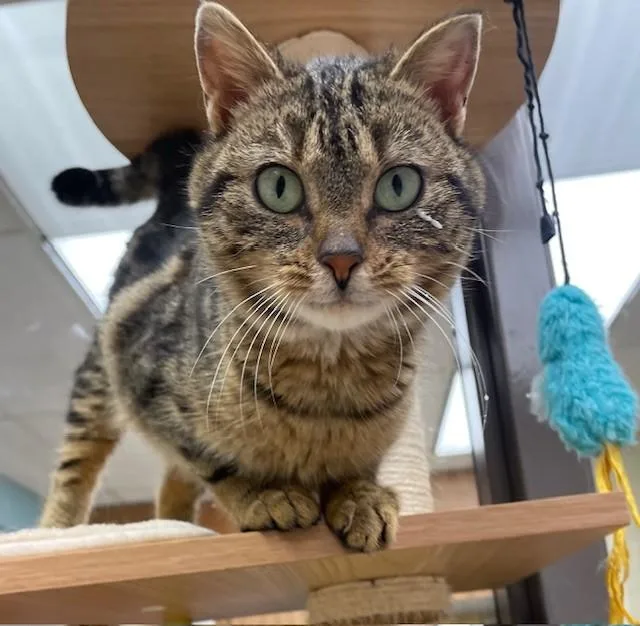 Metrodona thumbnail 2