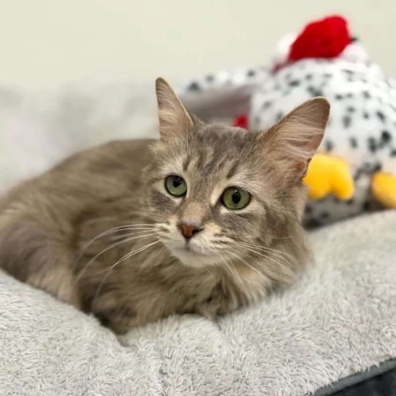 An adult medium-sized female Tabby (Gray / Blue / Silver) Domestic Long Hair cat named Moonpie for adoption in Martinsville, IN