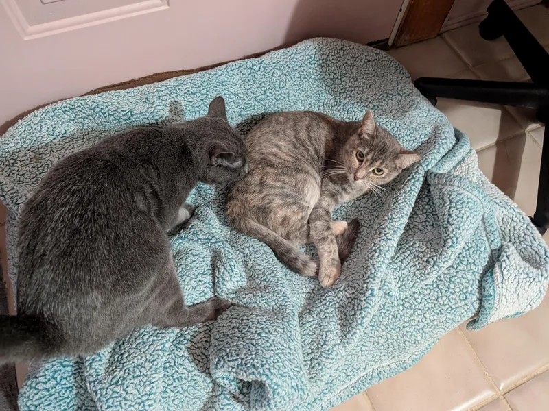 Grey Baby thumbnail 2