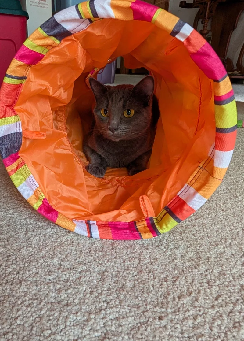 Grey Baby thumbnail 4