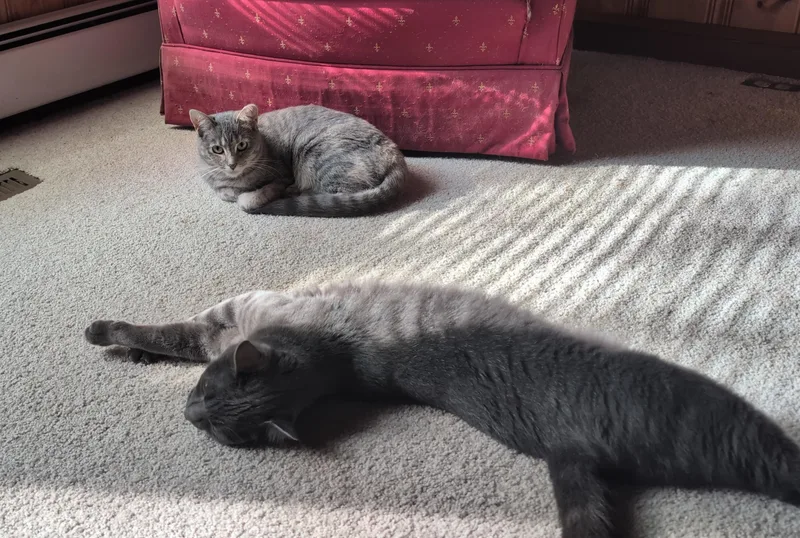 Grey Baby thumbnail 5