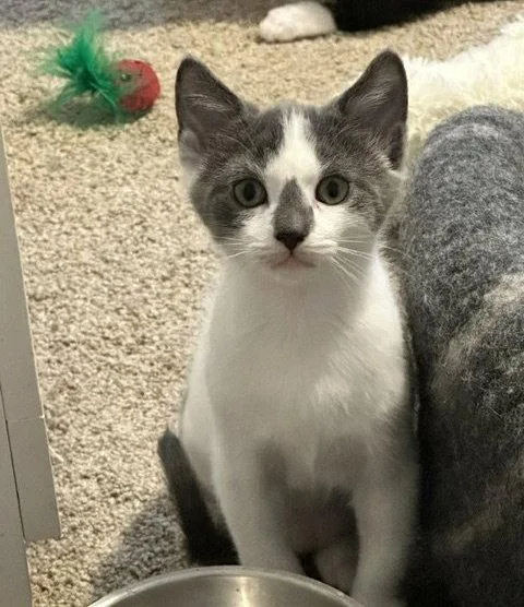 A young small-sized male American Shorthair cat named Monty for adoption in Rockville, MD