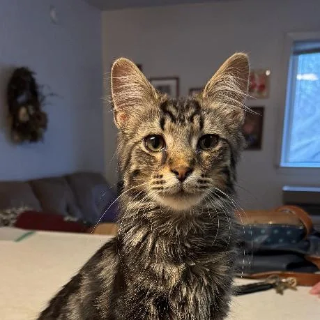Zeus