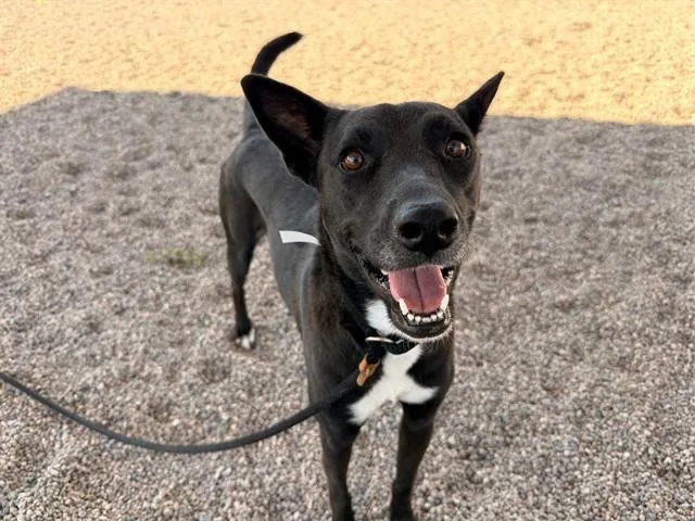 A young large-sized female Australian Cattle Dog / Blue Heeler dog named Daisy for adoption in Mesa, AZ