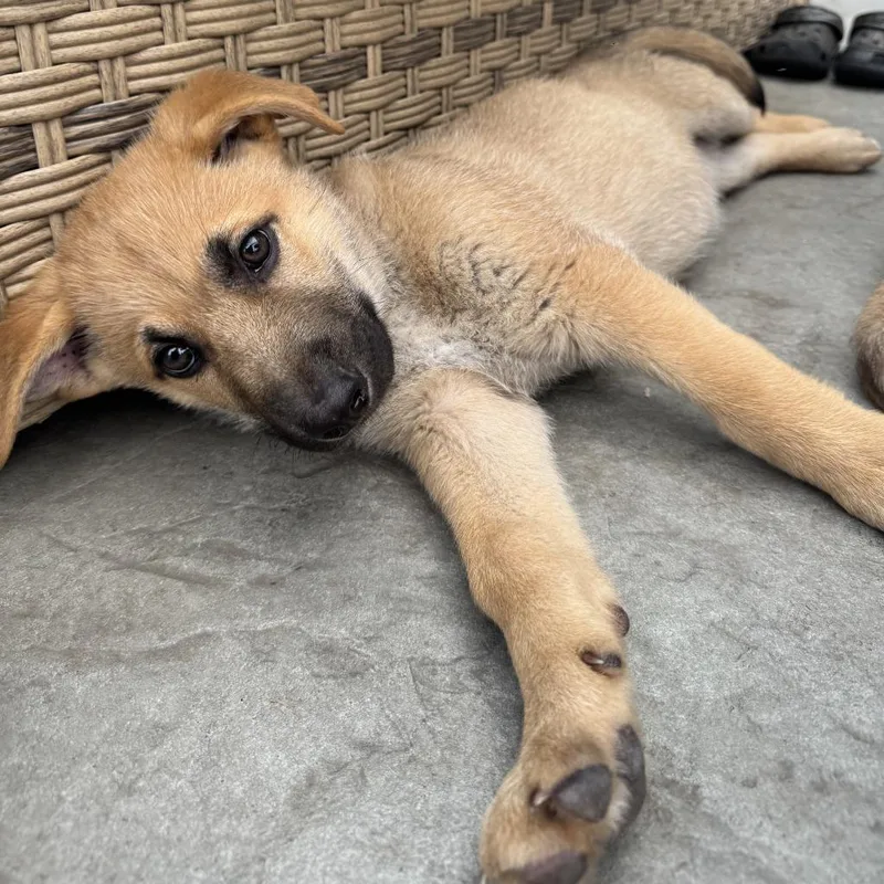 A baby medium-sized male Labrador Retriever dog named Teddy for adoption in Minneapolis, MN