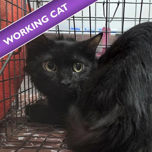 A young small-sized unknown Domestic Short Hair cat named Lucille for adoption in Des Moines, IA