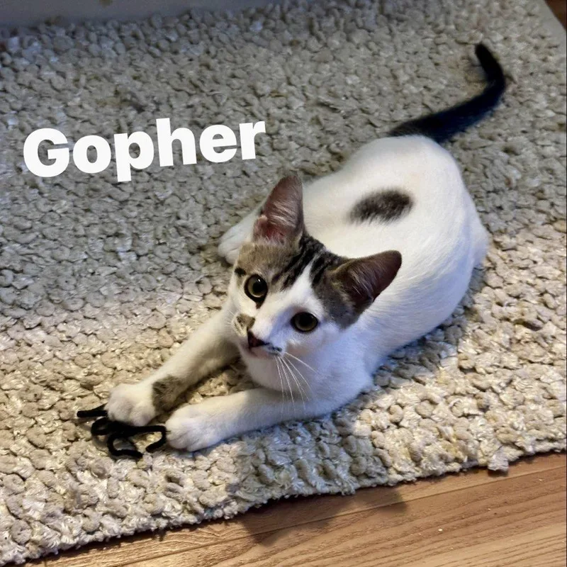 A baby small-sized male White Domestic Short Hair cat named Gopher for adoption in Westminster, CA