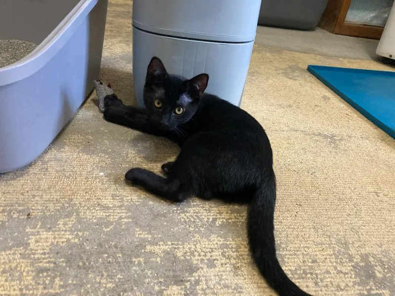 A baby small-sized female Domestic Short Hair cat named Drought for adoption in New Braunfels, TX