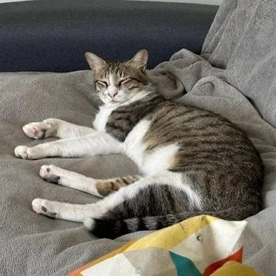 A young medium-sized male Tabby (Brown / Chocolate) Domestic Short Hair cat named Wheatus for adoption in Waltham, MA