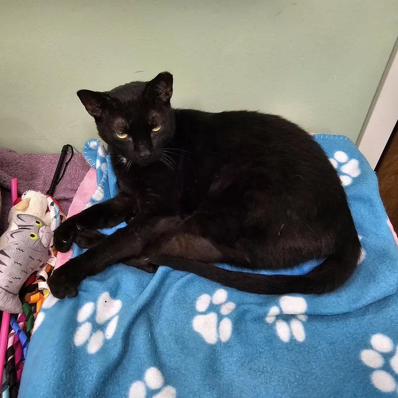 An adult medium-sized male Black Domestic Short Hair cat named Hunter for adoption in Lauderhill, FL