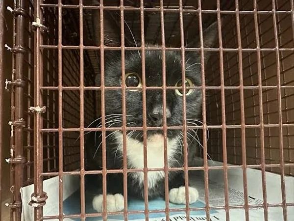 A young small-sized unknown Domestic Short Hair cat named Espresso Martini for adoption in Austin, TX