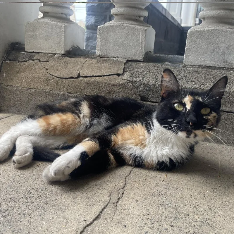 An adult medium-sized female Calico Domestic Short Hair cat named Elisa for adoption in Philadelphia, PA