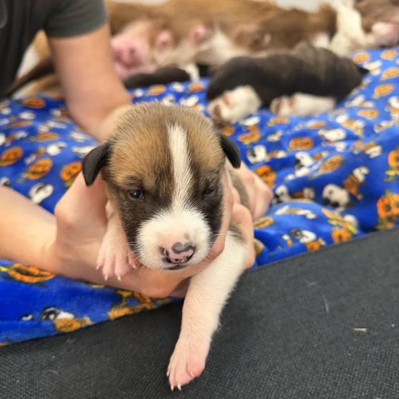 A baby small-sized female Border Collie dog named Baby girl for adoption in San Diego, CA
