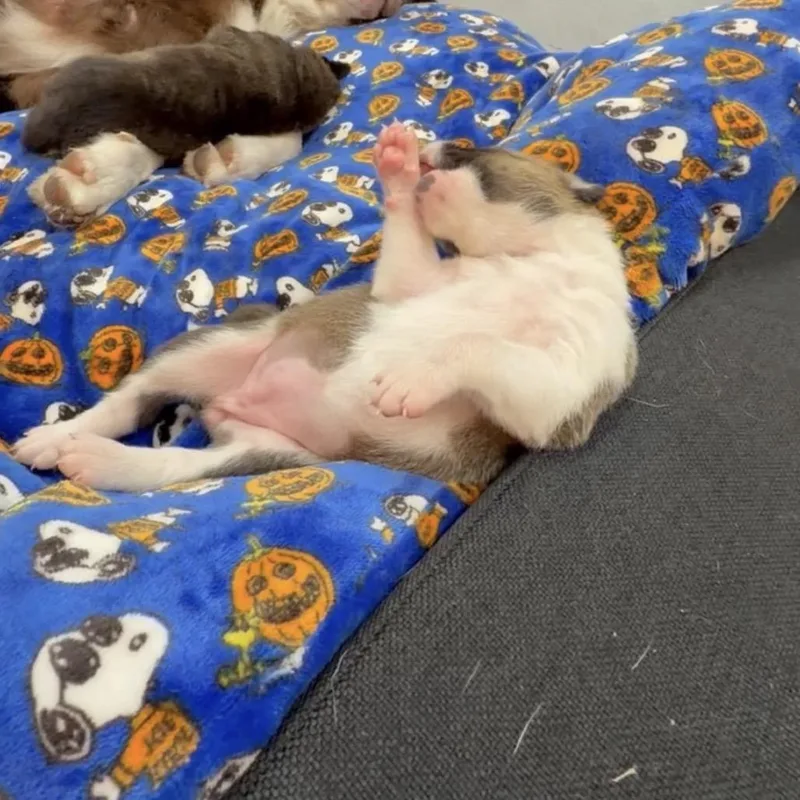 Baby girl thumbnail 2