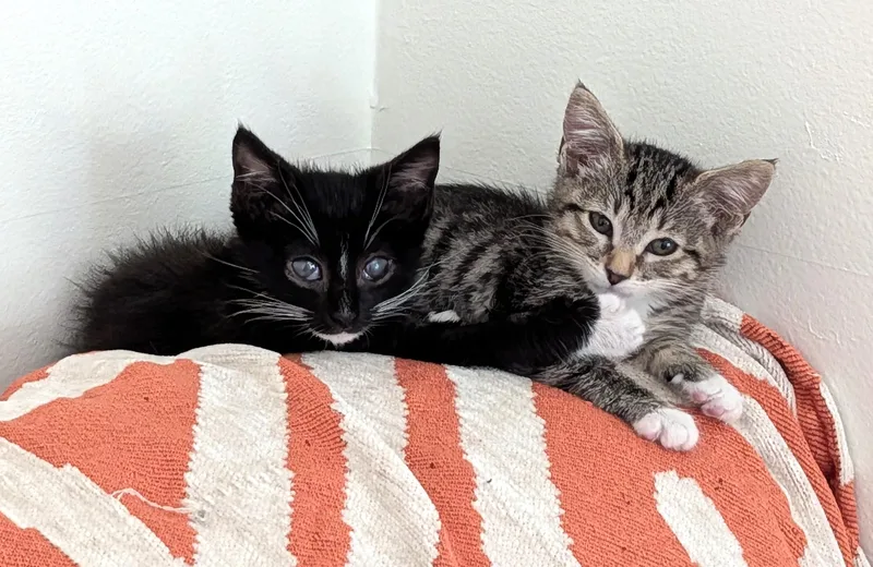 A baby small-sized male Black & White / Tuxedo Tuxedo cat named Kai for adoption in Burbank, CA