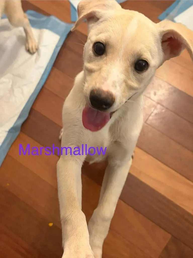 A baby small-sized female Shepherd dog named Marshmallow for adoption in Newnan, GA