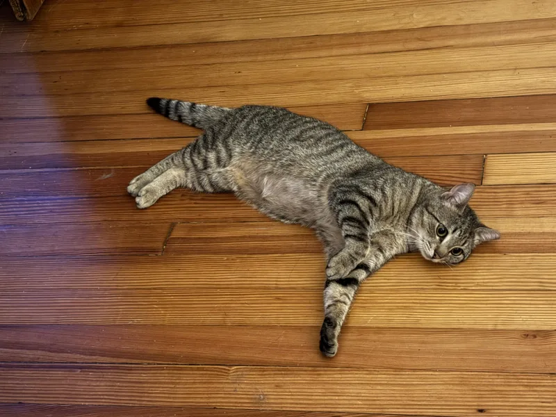An adult medium-sized female Tabby (Brown / Chocolate) Domestic Short Hair cat named Tiger Bug for adoption in Clyde, NC