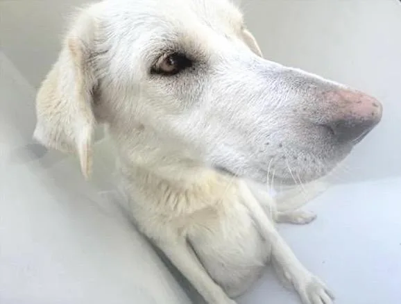 A young large-sized female Husky dog named A for adoption in Houston, TX