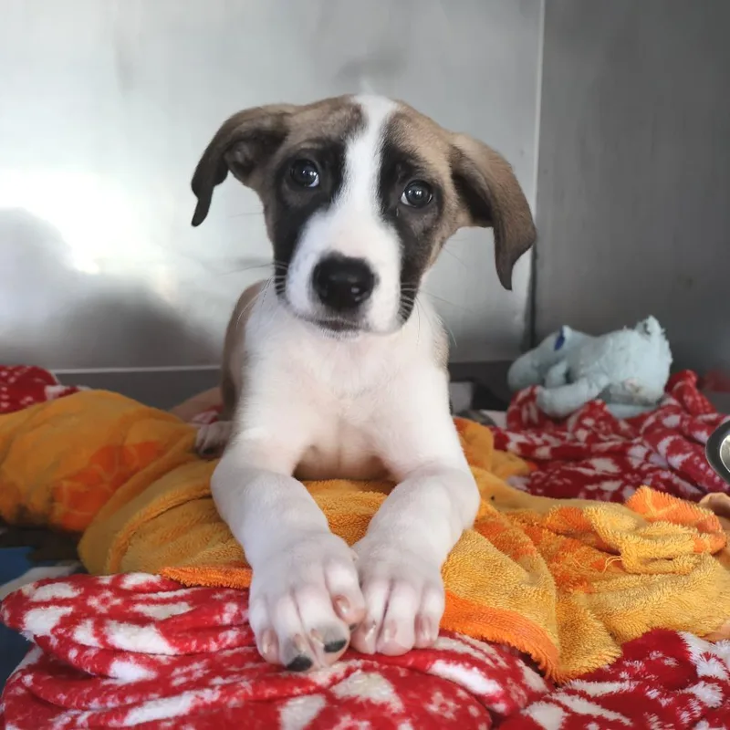 A baby small-sized male Brown / Chocolate Mixed Breed dog named Bruce for adoption in Saint Charles, MO